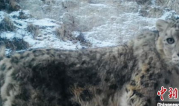 雪豹视频
