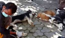 杀狗视频,人性与道德的拷问